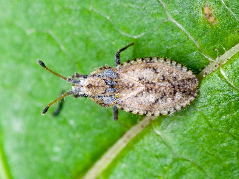 Lasiacantha capucina (Germar, 1837)